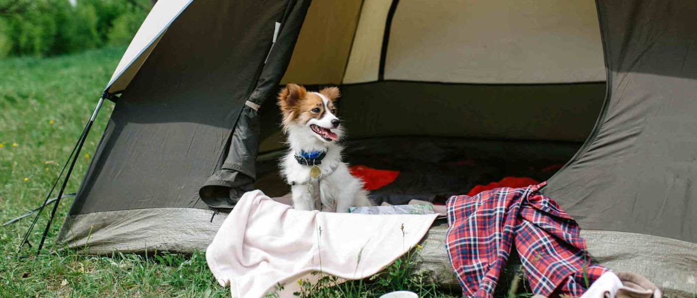 Camping mit Hund